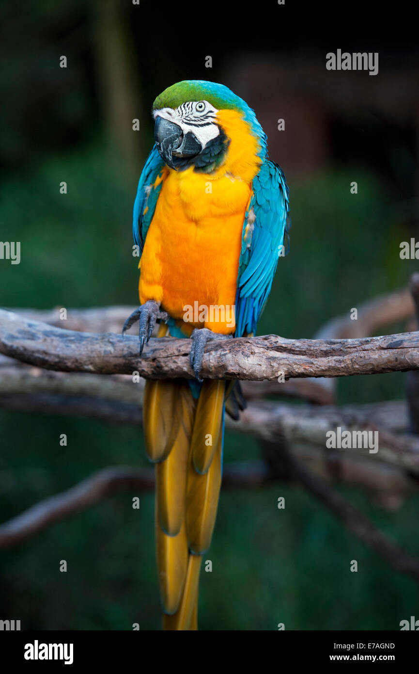 Ara bleu et jaune en captivité affichant des couleurs vives et des gestes (Ara ararauna) Banque D'Images