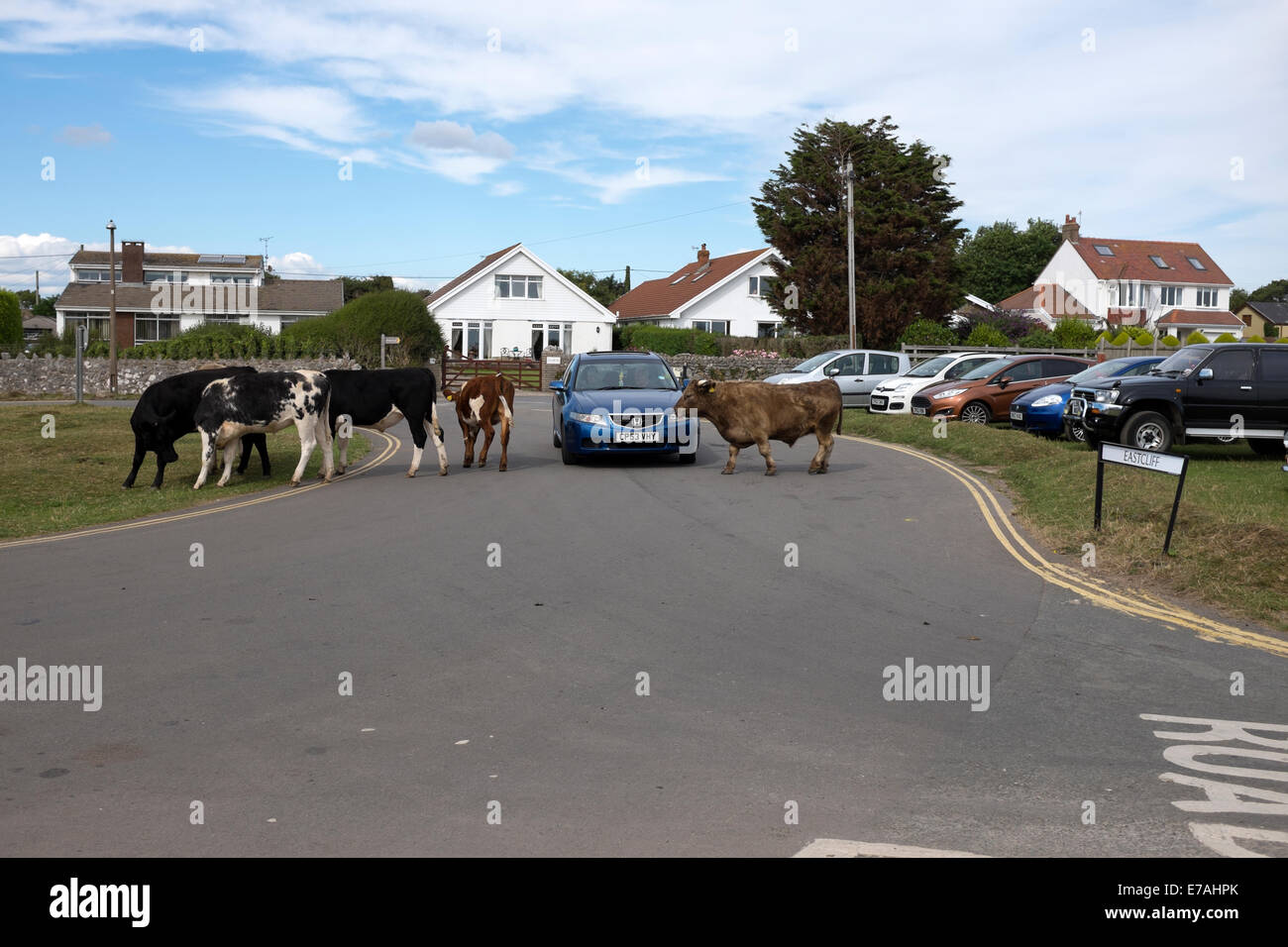 Les vaches crossing Road en face de l'errance voiture perdu Banque D'Images