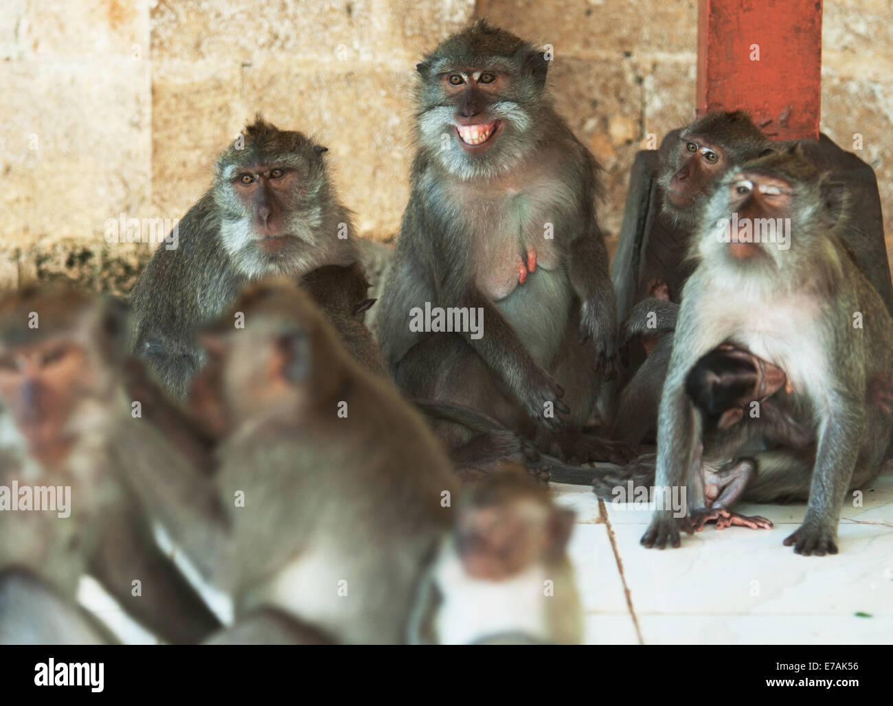 Une tribu/groop de singes Banque D'Images