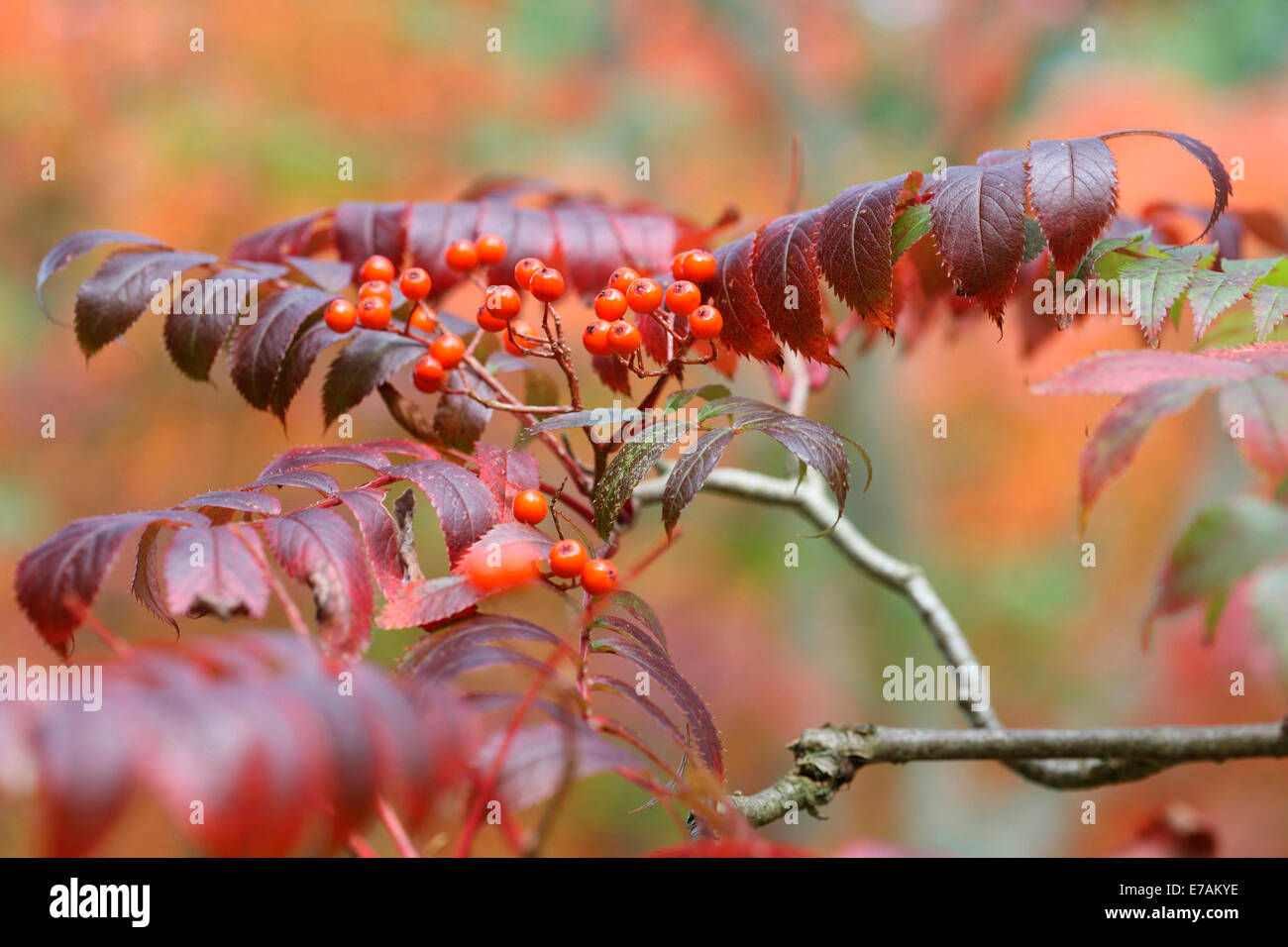 Petits fruits orange et le changement de couleur des feuilles, la belle chaleur régénérant de l'automne © Jane Ann Butler Photography JABP1098 Banque D'Images