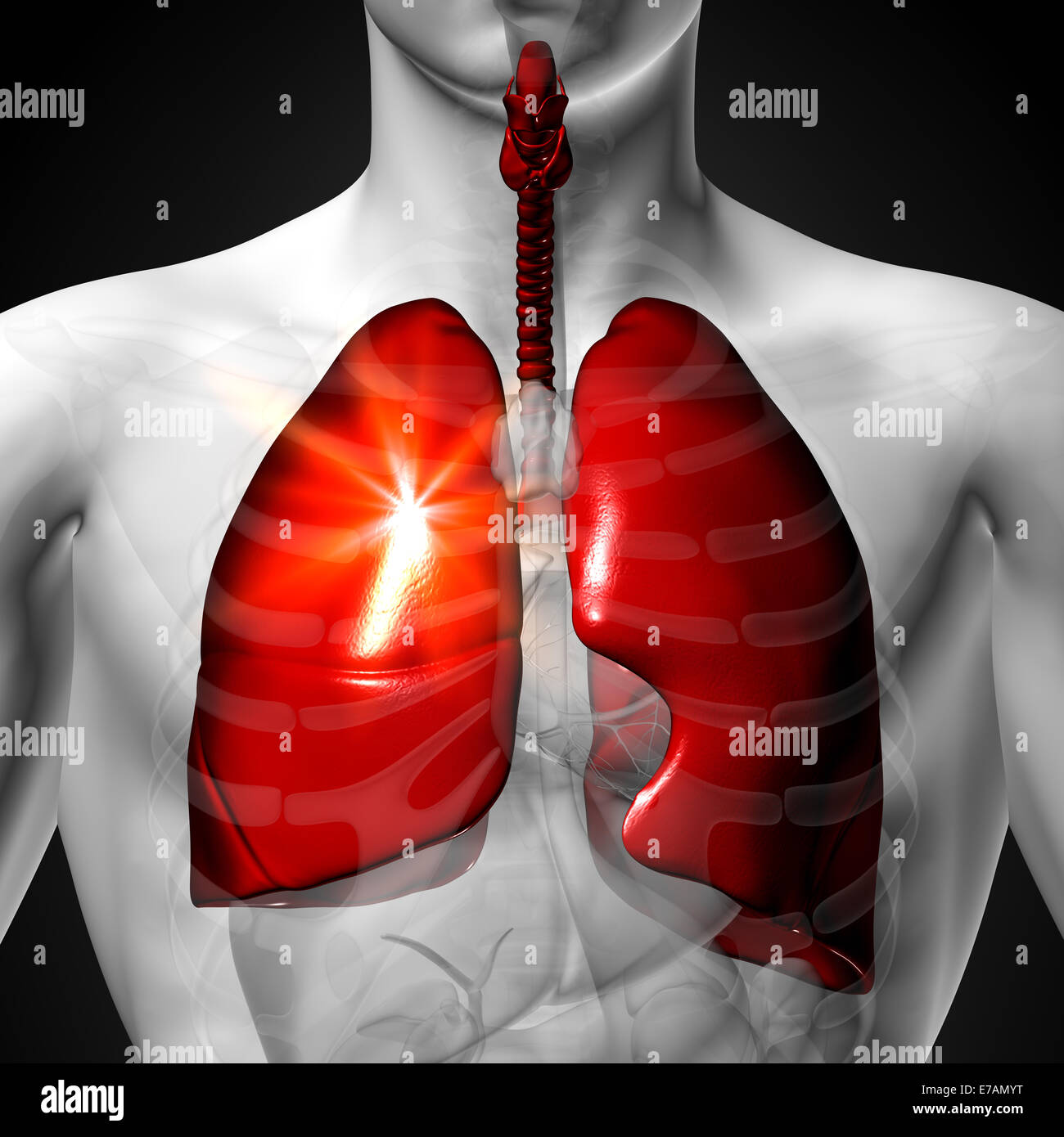 Poumons - morphologie masculine d'organes humains - la vue x-ray Banque D'Images Poumons - morphologie masculine d'organes humains - la vue x-ray Banque D'Images
