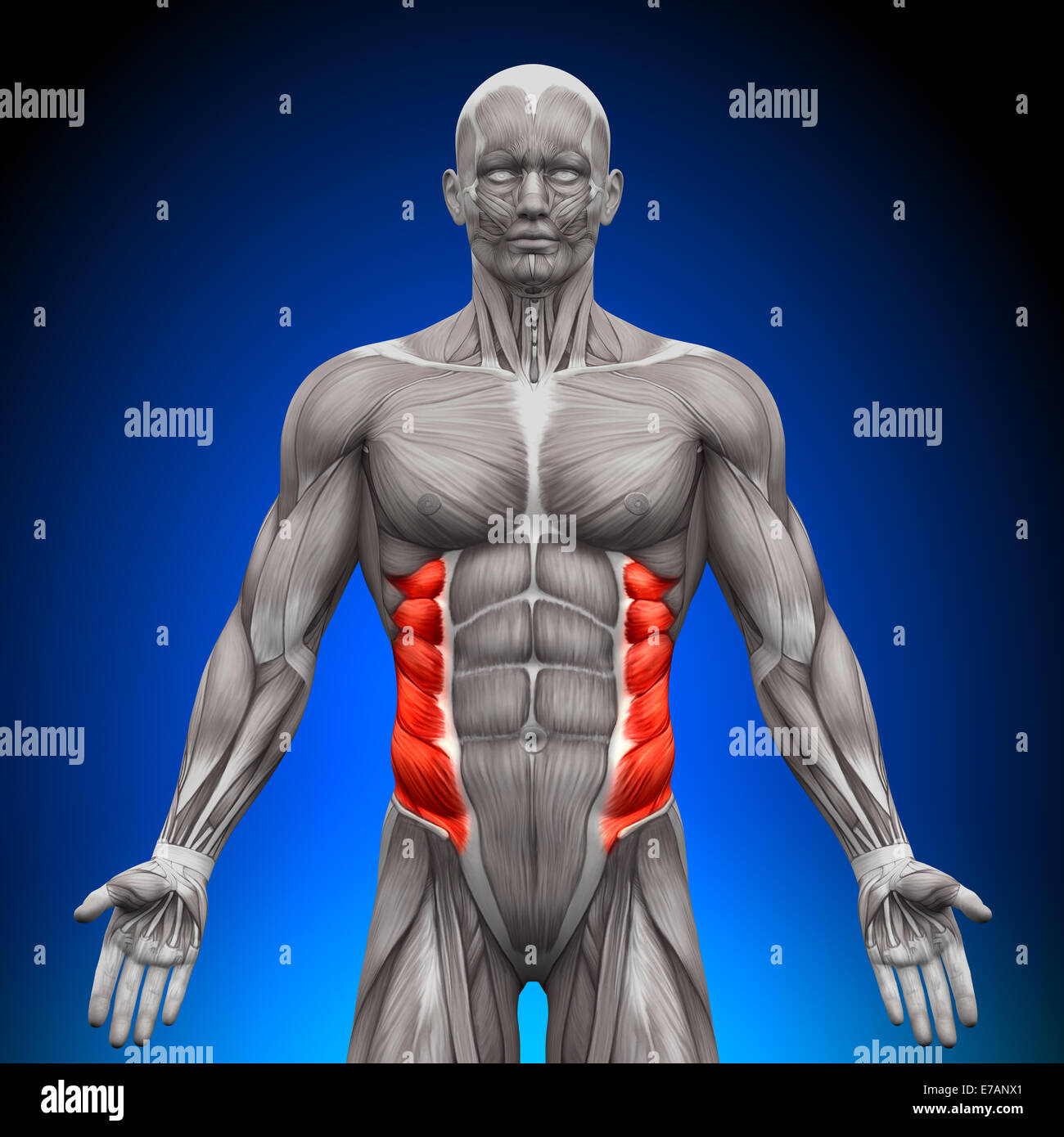 Anatomie Muscles obliques externes - Banque D'Images