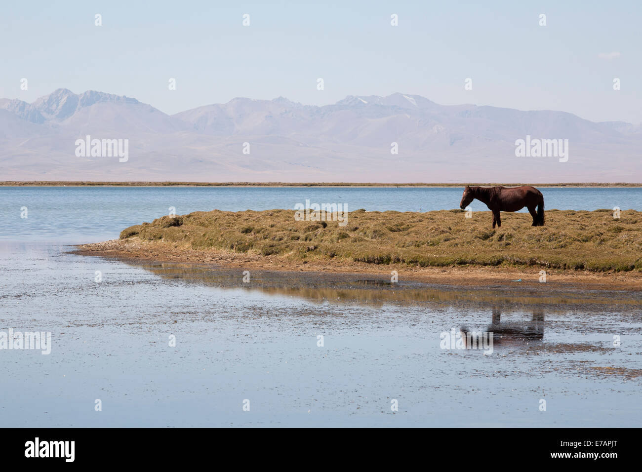Horse sur le lac Song Kol, Kirghizistan Banque D'Images