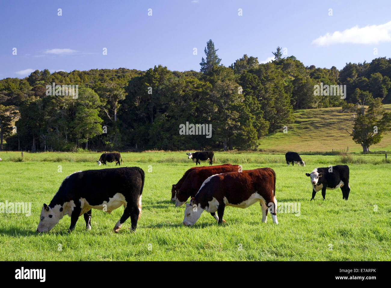 Faire paître le bétail sur les terres agricoles près de Kawakawa, île du Nord, en Nouvelle-Zélande. Banque D'Images