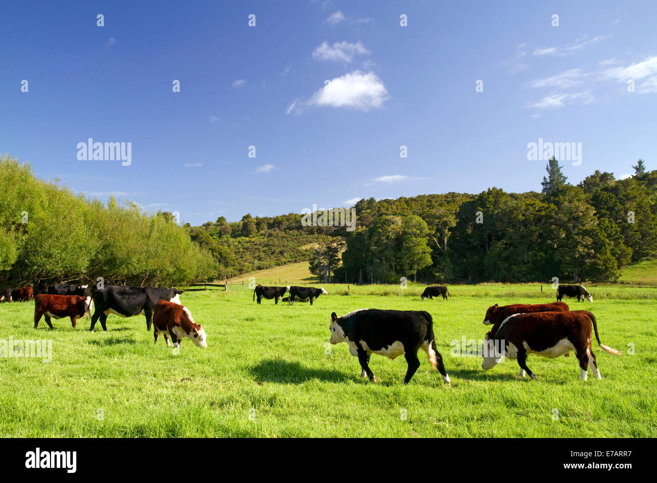 Faire paître le bétail sur les terres agricoles près de Kawakawa, île du Nord, en Nouvelle-Zélande. Banque D'Images