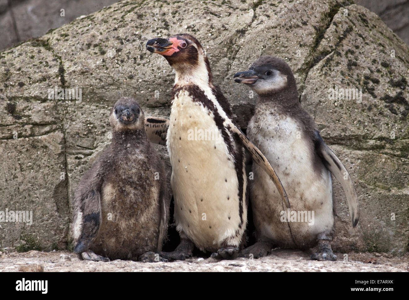 La famille manchot de Humboldt (Spheniscus humboldti) Banque D'Images