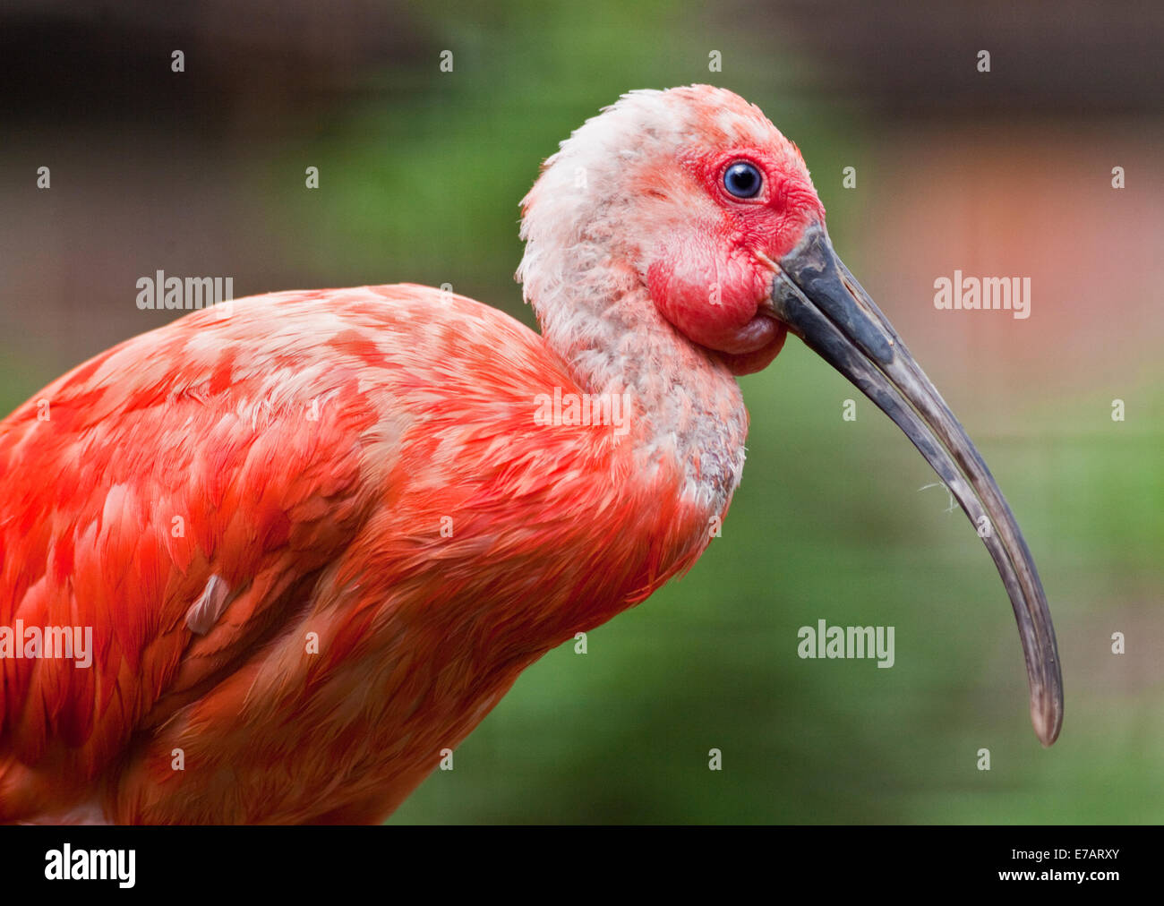 Ibis rouge (Eudocimus ruber) Banque D'Images