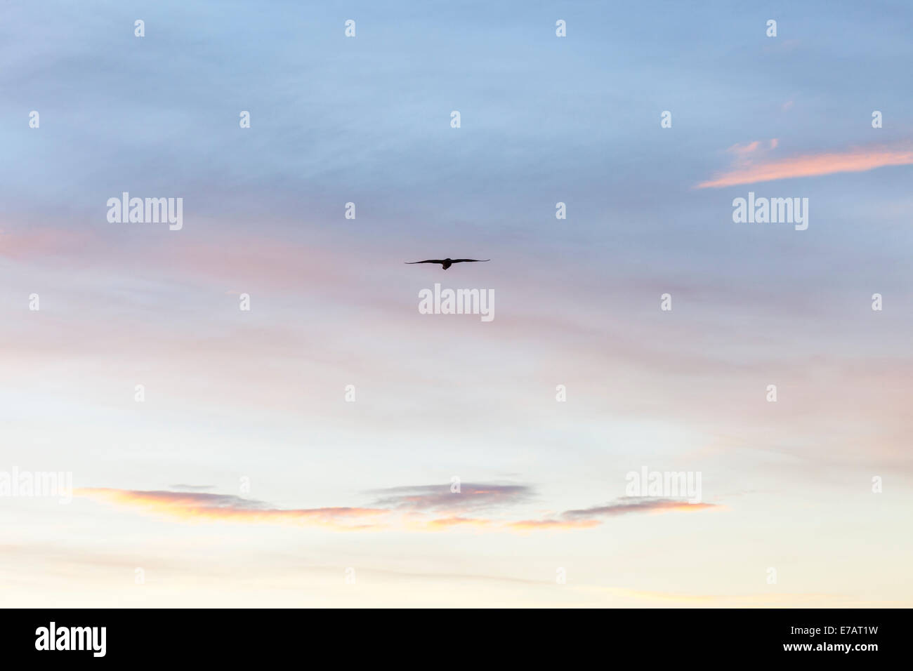 Vol d'oiseaux sur un ciel de nuages colorés et fins au lever du soleil, Baie Marguerite, l'Antarctique Banque D'Images