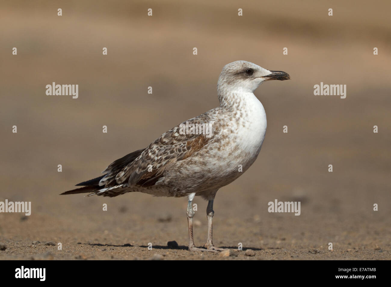 Western Yellow-legged Gull (Larus cachinnans cy 1 ssp. michaellis), juvénile, Fuerteventura Banque D'Images