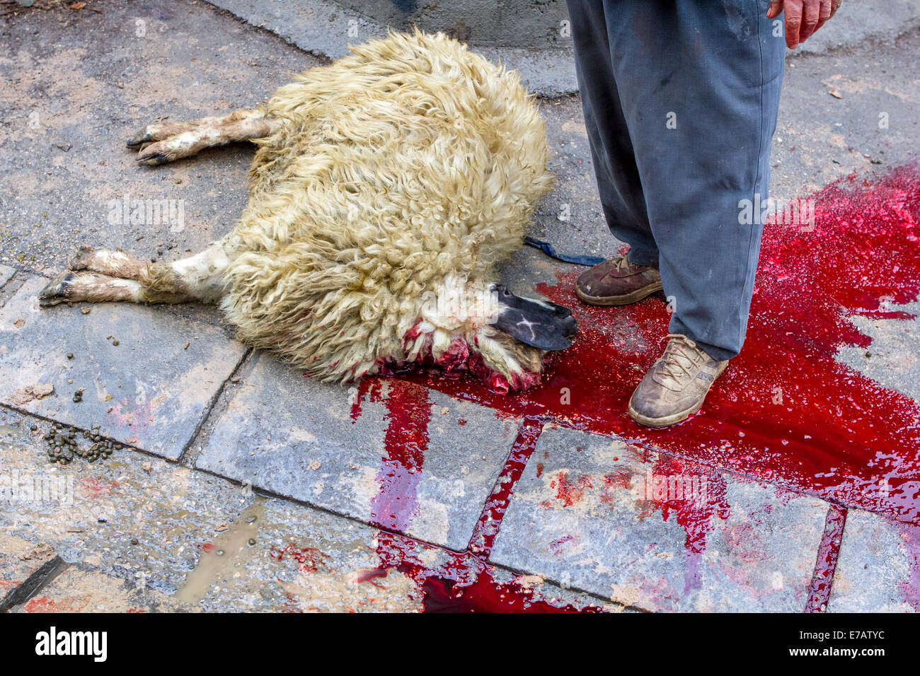 Les hommes musulmans chiites, debout dans le sang d'un des moutons abattus rituellement, sur l'Achoura, dans Bijar, Iran. Banque D'Images