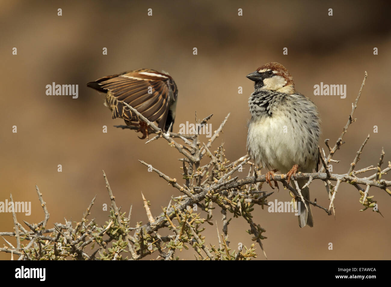 Moineau espagnol (Passer hispaniolensis), Fuerteventura Banque D'Images