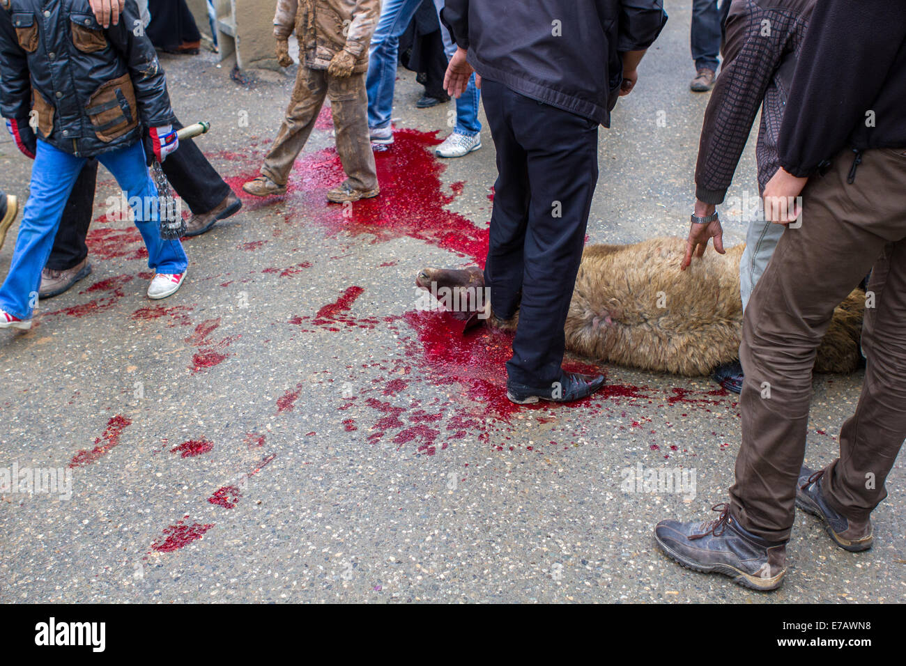 Un mouton est tué rituellement dans les rues de Bijar, l'Iran, au cours de la journée d'Ashoura. Banque D'Images