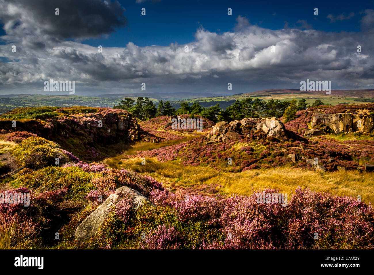 Carrière Hangingstone avec Heather en pleine floraison - Bradford, Yorkshire, Angleterre Banque D'Images