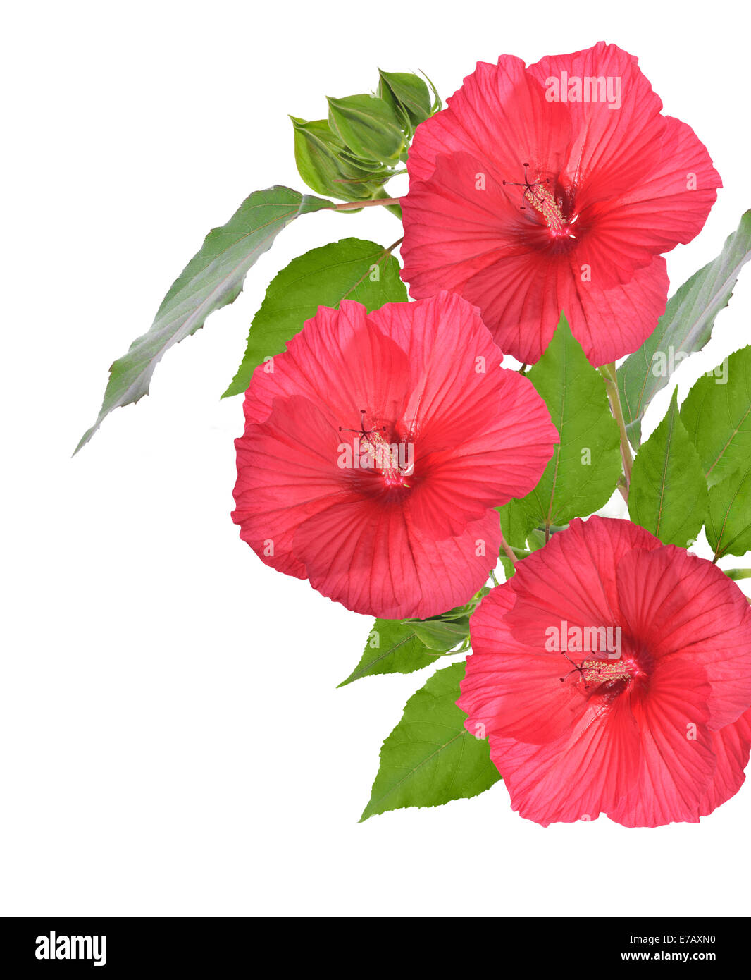 Fleurs d'Hibiscus rouge isolé sur fond blanc Banque D'Images Fleurs d'Hibiscus rouge isolé sur fond blanc Banque D'Images