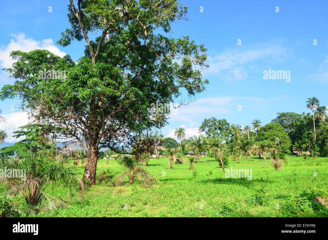 Lush Green de la campagne, la Sierra Leone, l'Afrique Banque D'Images