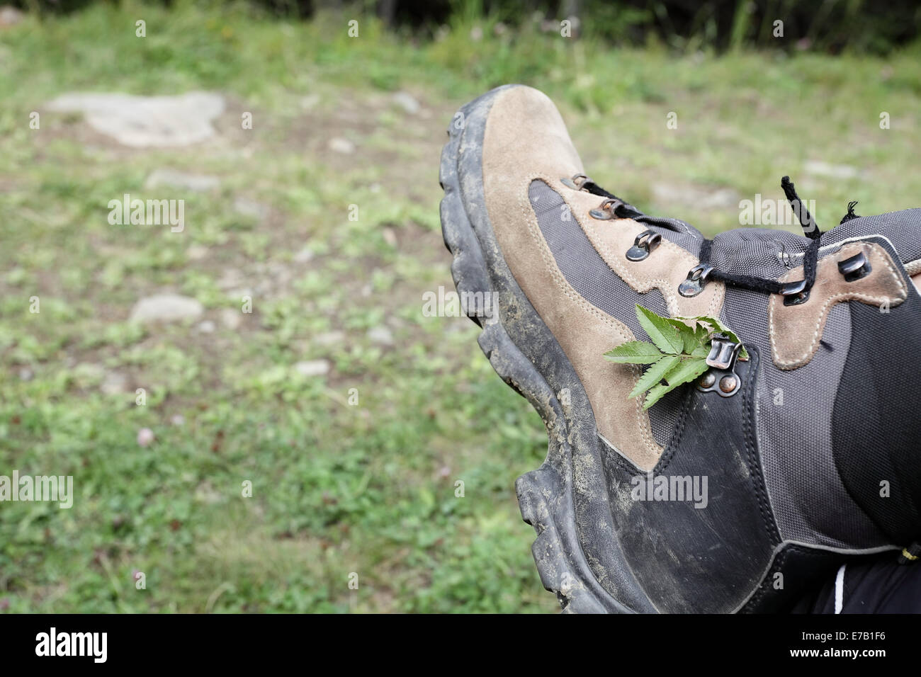 Dirty brown chaussures de randonnée en montagne avec une petite branche pris dans les lacets Banque D'Images