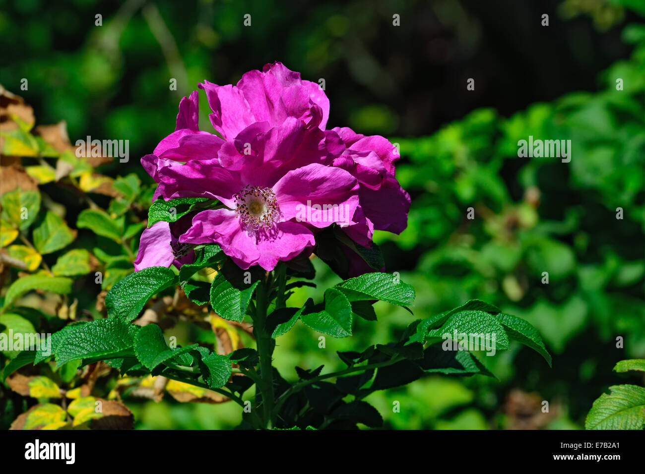 Blooming rose musquée sauvage close up Banque D'Images