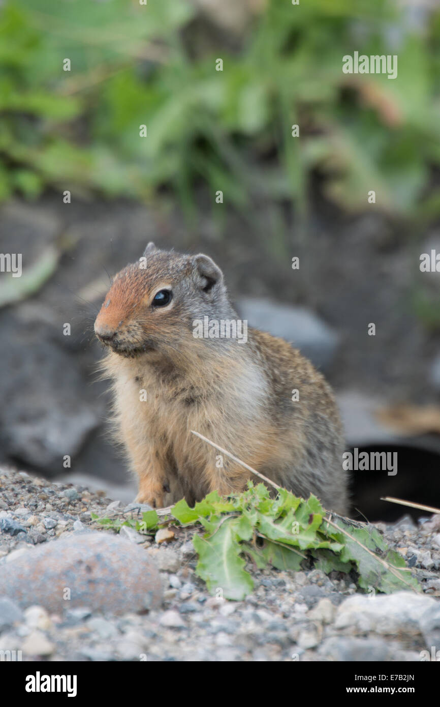 Spermophile du Columbia dans les Rocheuses canadiennes Banque D'Images