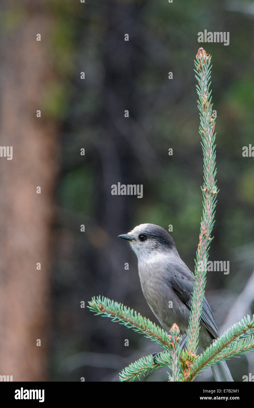 Geai gris en à un pin Banque D'Images