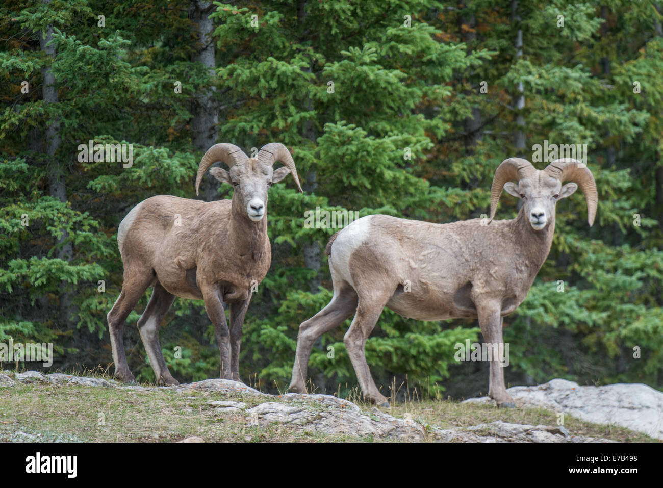 Mouflons des Rocheuses canadiennes Banque D'Images