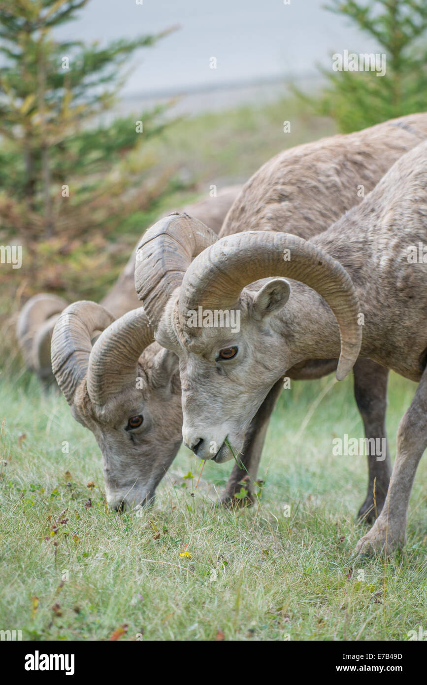 Mouflons des Rocheuses canadiennes Banque D'Images