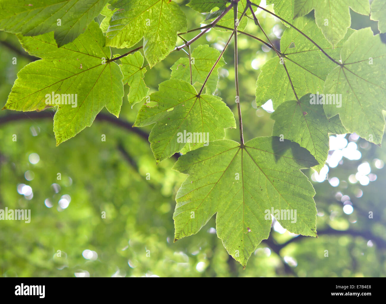 Feuilles vertes en gros plan des forêts Banque D'Images