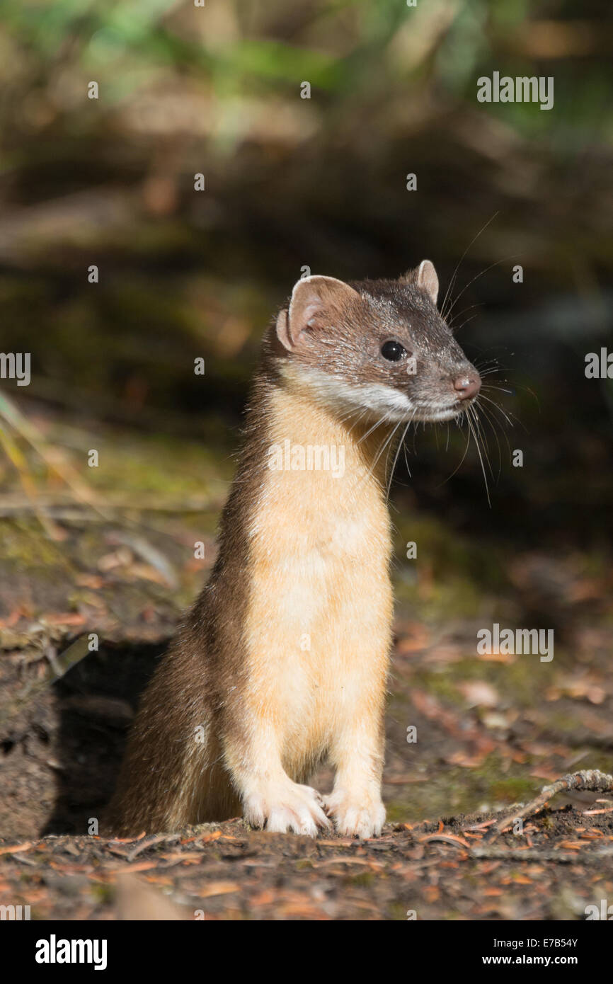 Belette à longue queue des Rocheuses canadiennes Banque D'Images