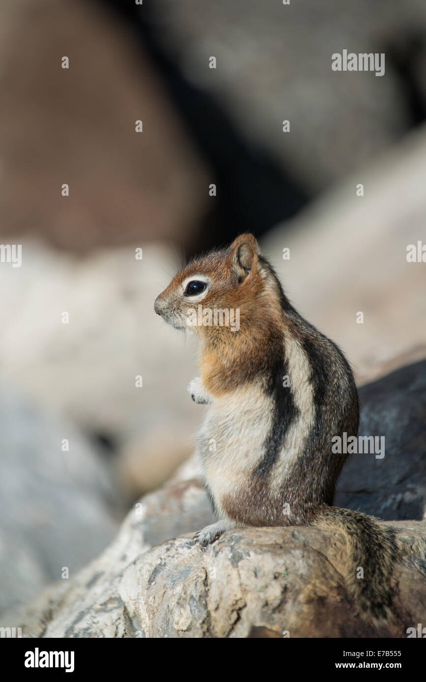 Golden-Mantled ground squirrel dans les Rocheuses canadiennes Banque D'Images