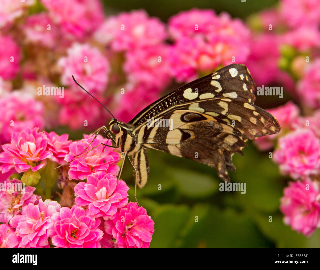 Joli papillon noir et blanc se nourrit de grappe de fleurs rose vif Banque D'Images