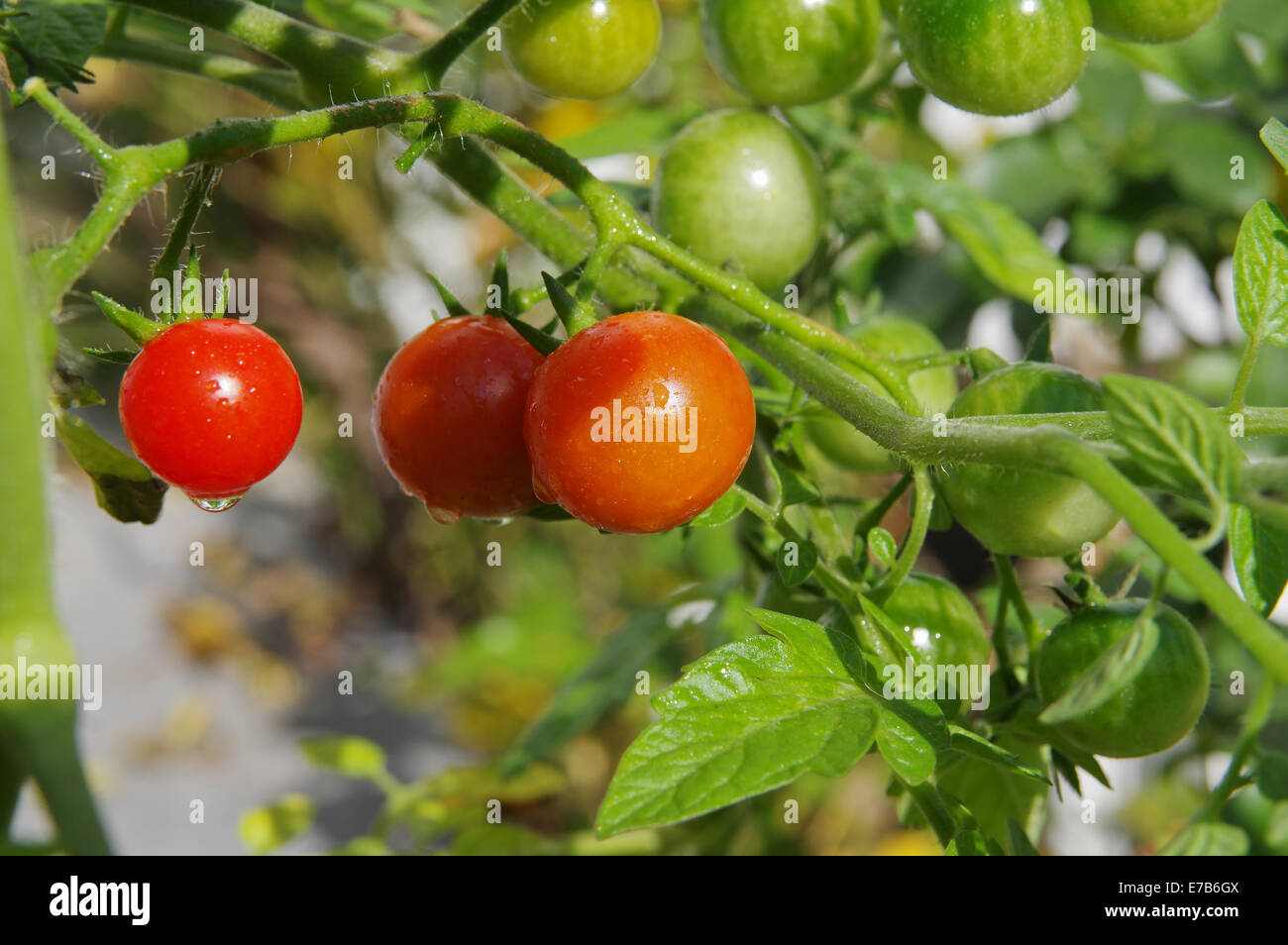 Tomates cerises rouges et verts Banque D'Images