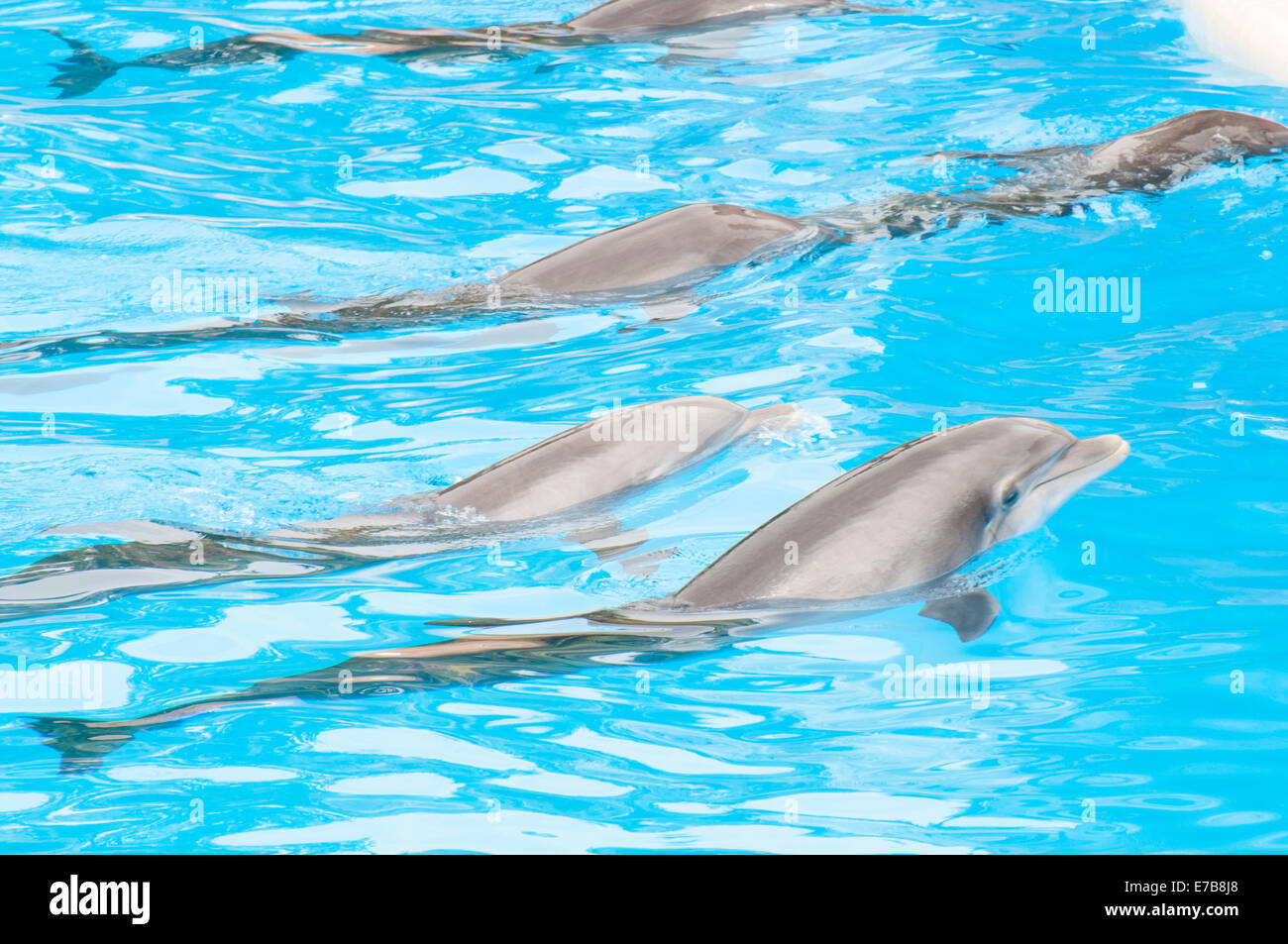 Les dauphins nager dans la piscine d'eau salée Banque D'Images