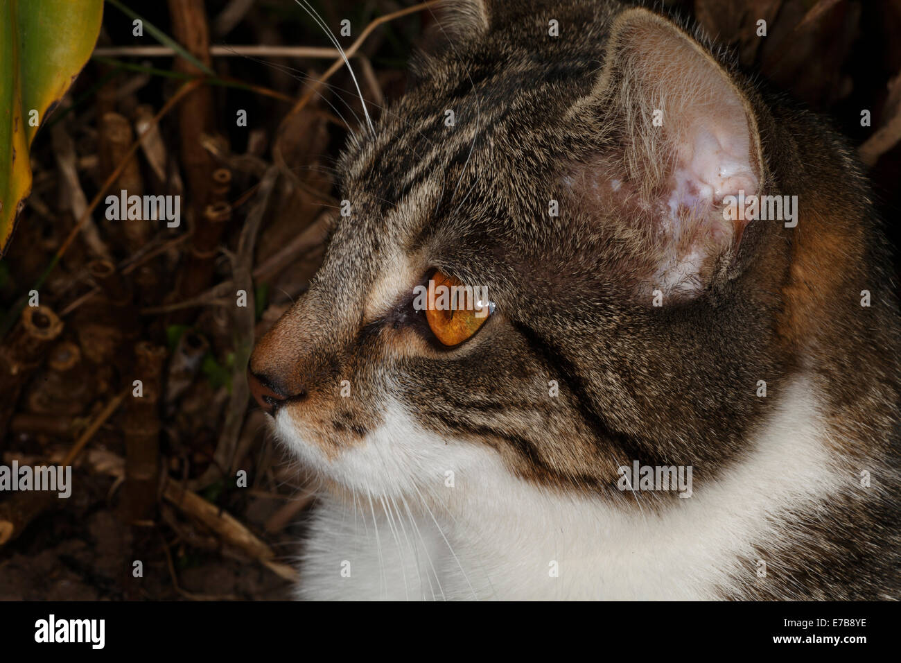 Cats face avec les aires sensorielles Banque D'Images