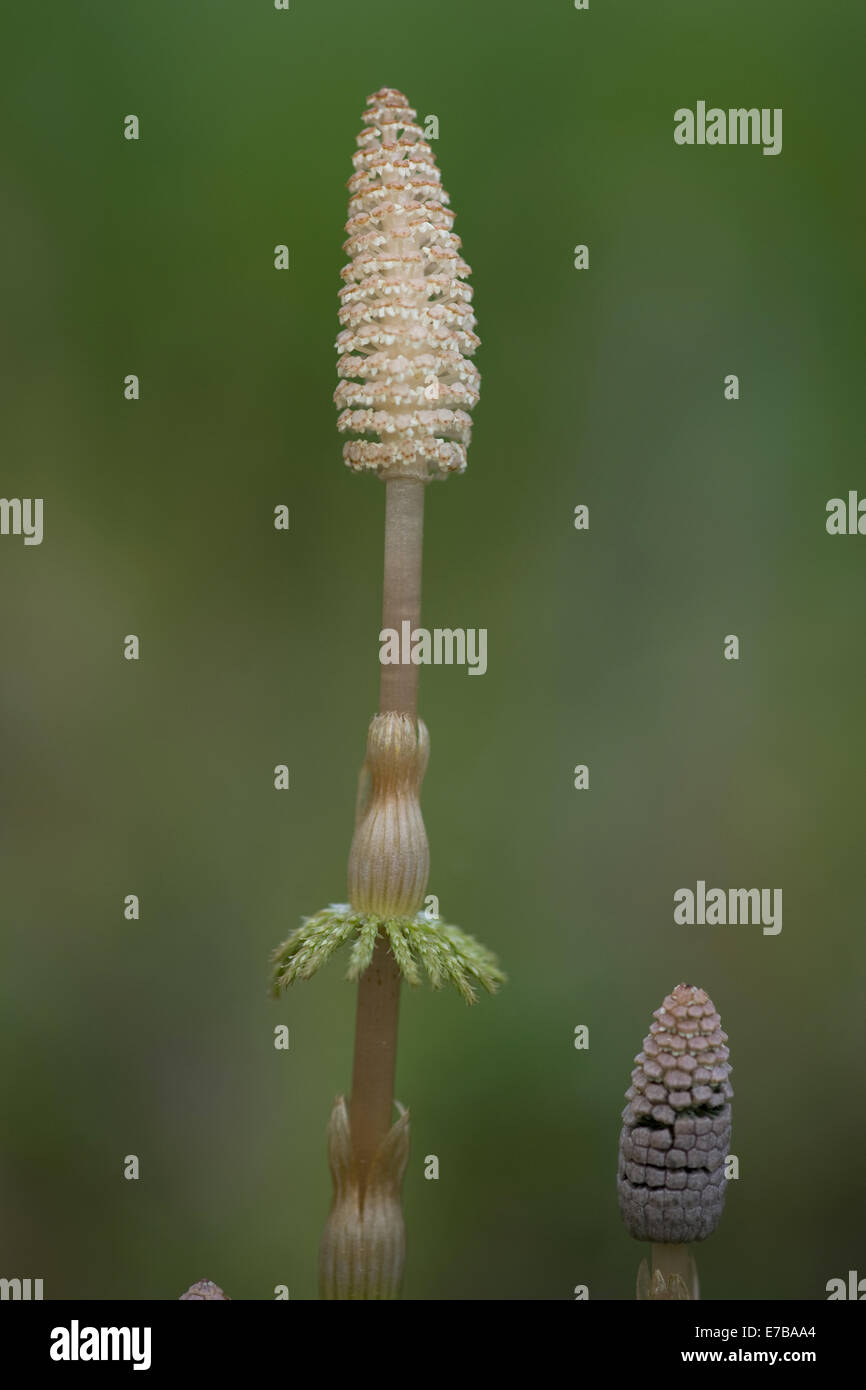 La prêle des bois Equisetum sylvaticum, Banque D'Images