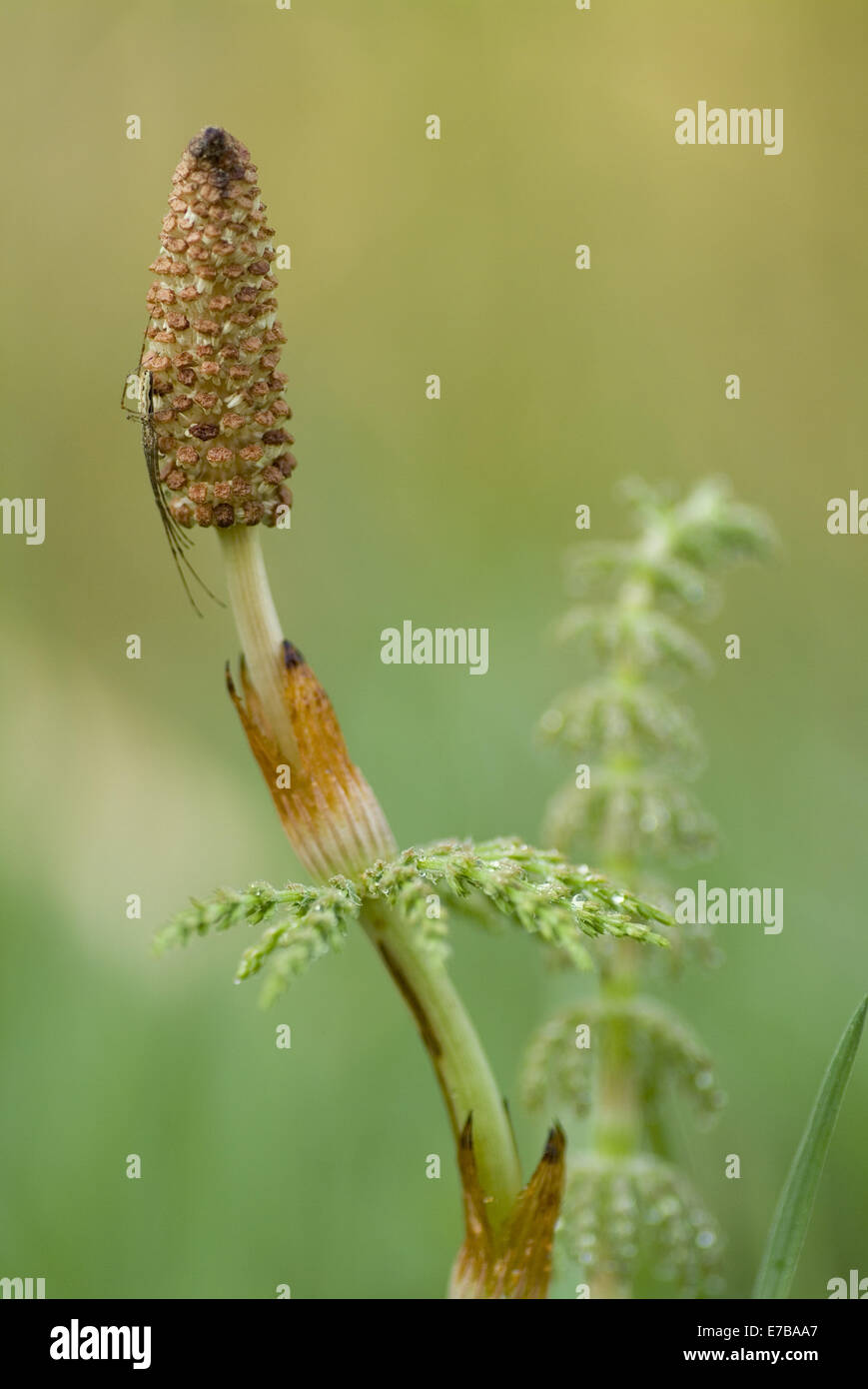 La prêle des bois Equisetum sylvaticum, Banque D'Images