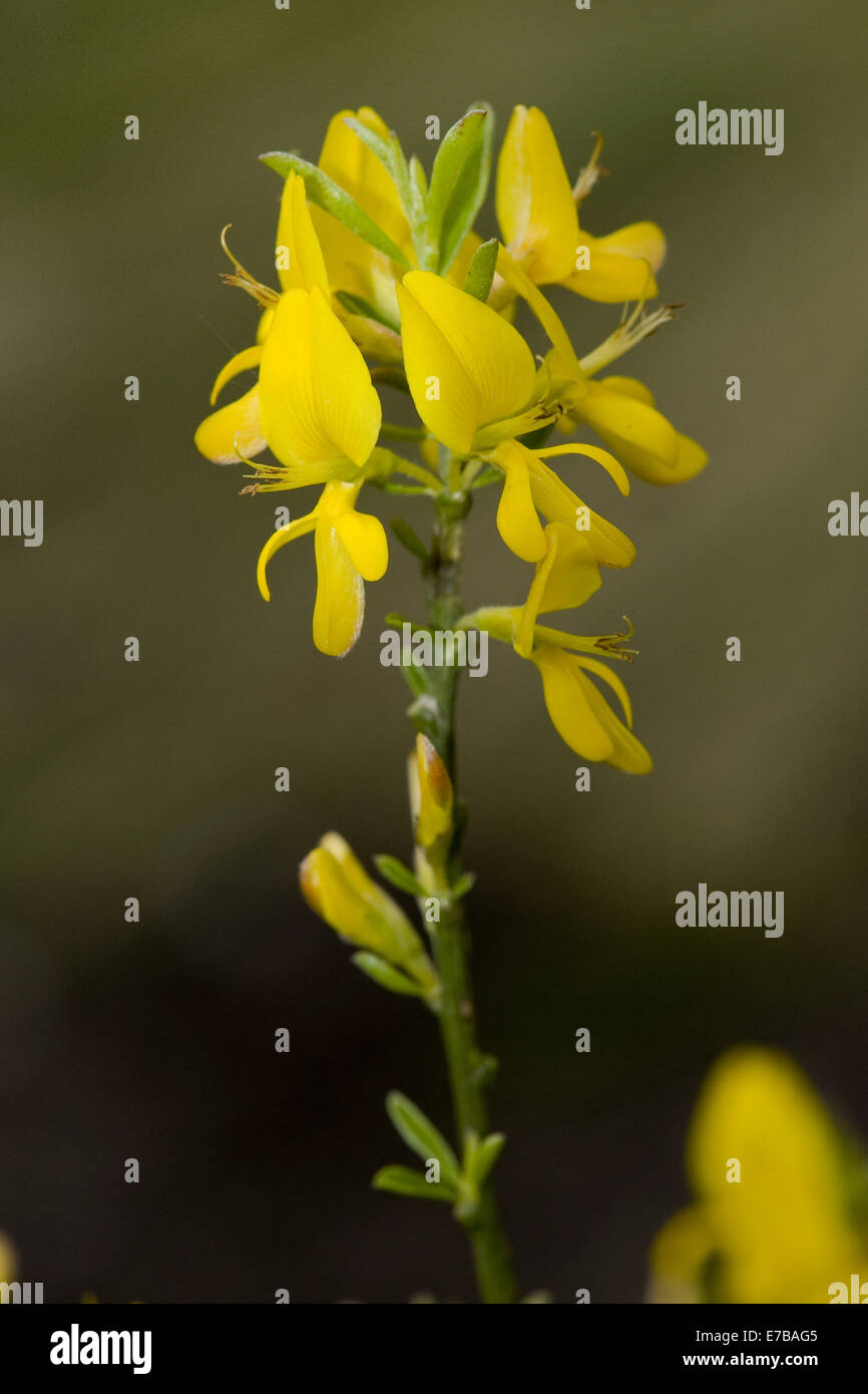 Genista pilosa hairy greenweed, Banque D'Images