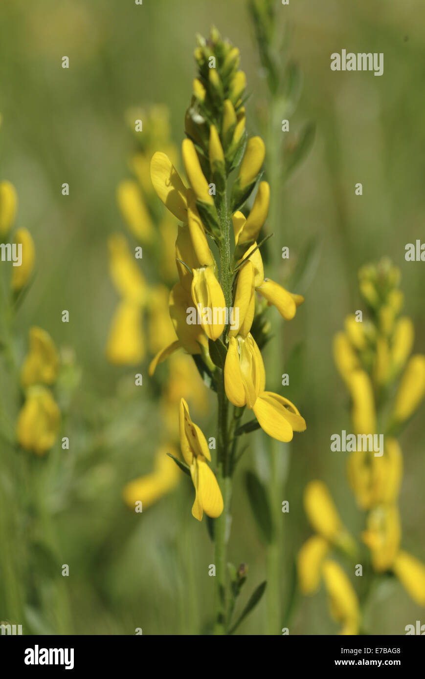 Dyer's broom, genista tinctoria Banque D'Images