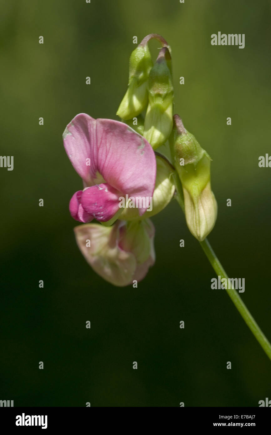 Télévision, Lathyrus sylvestris pois Banque D'Images