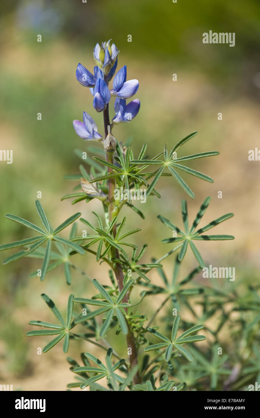 Lupin à feuilles étroites, lupinus angustifolius Banque D'Images