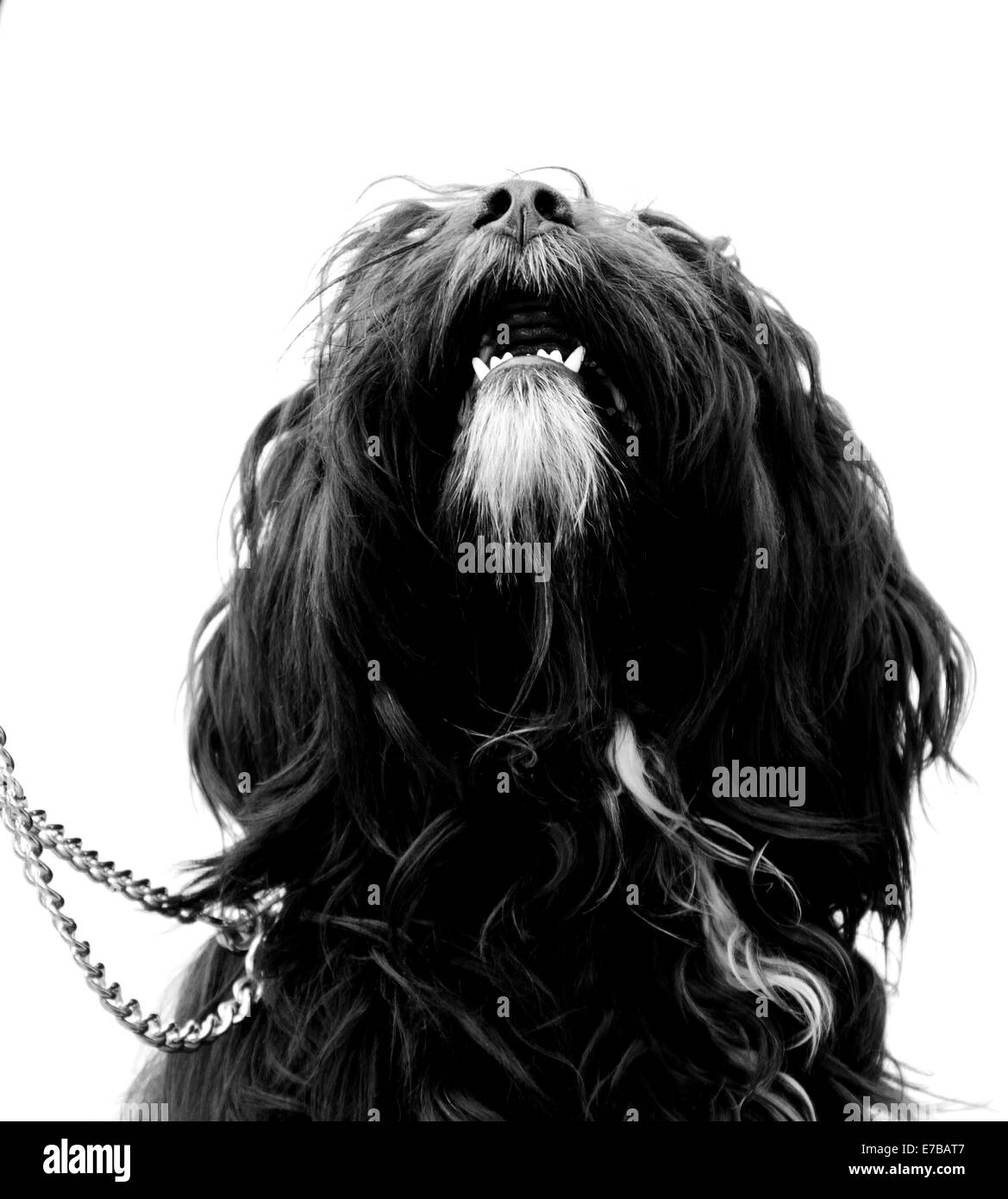 Dog looking up montrant des dents blanches Banque D'Images