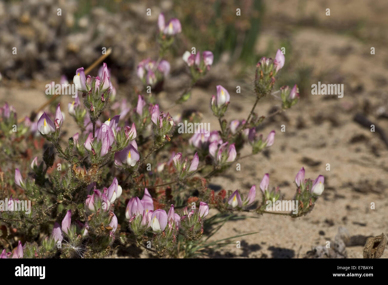 Restharrow ononis cossoniana, Banque D'Images
