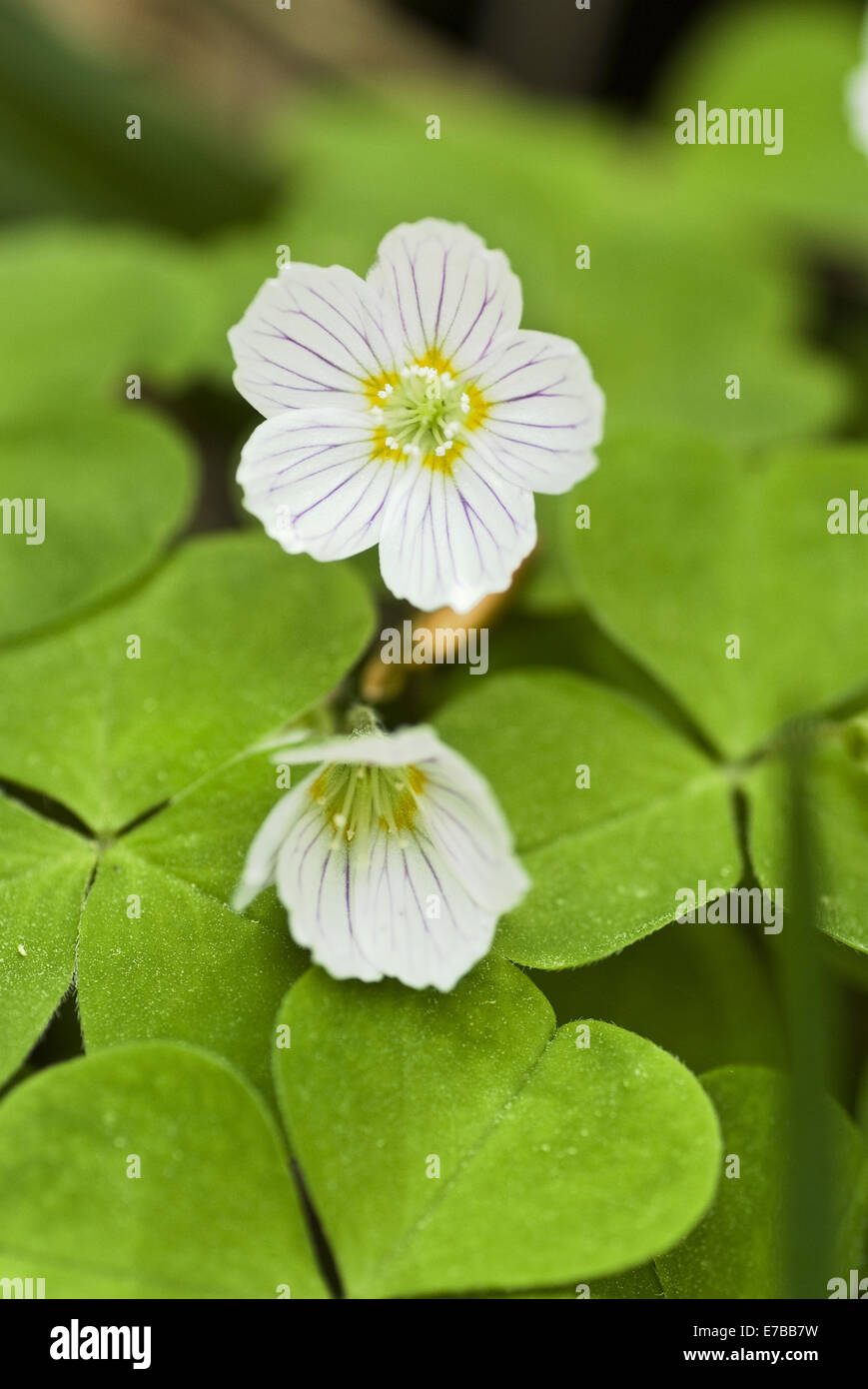 L'oxalide commun, oxalis acetosella Banque D'Images