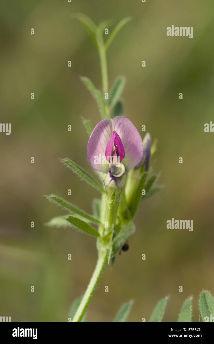 Vesce commune, Vicia sativa Banque D'Images
