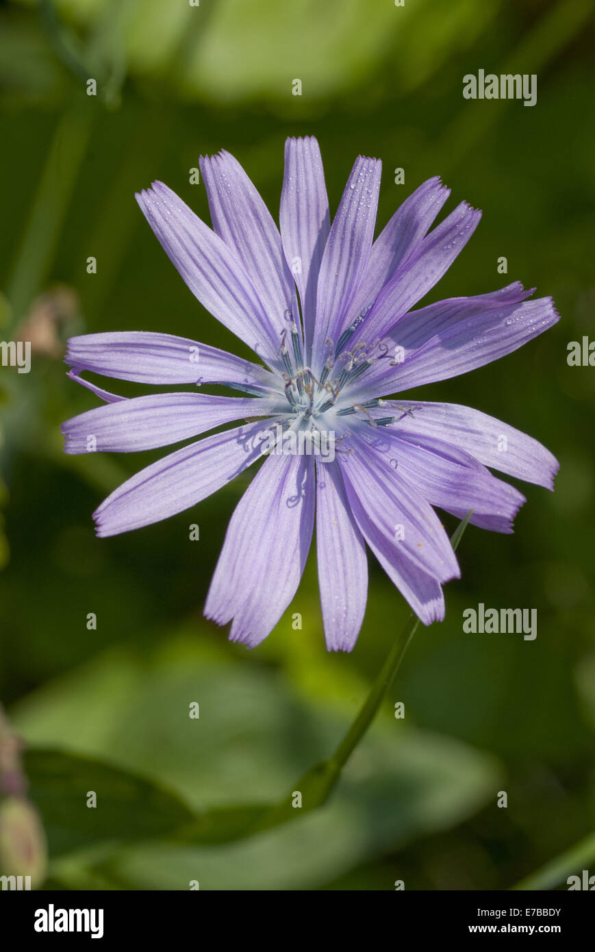 Le laiteron bleu glabre, cicerbita plumieri Banque D'Images