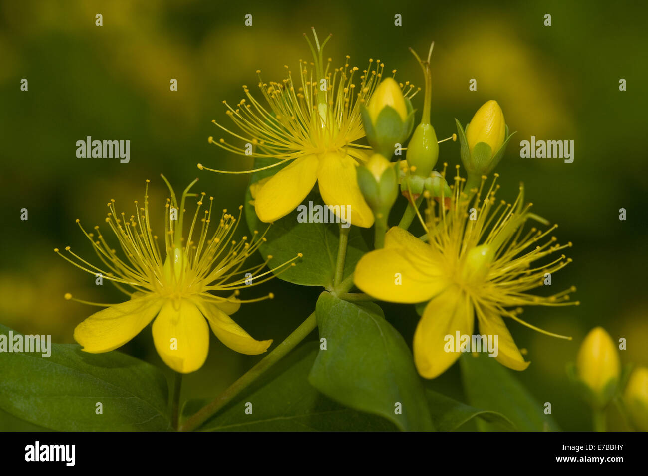 Blue Ridge st. john's wort, hypericum buckleii Banque D'Images