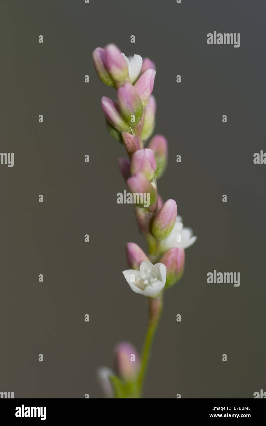 Persicaria mitis Banque D'Images