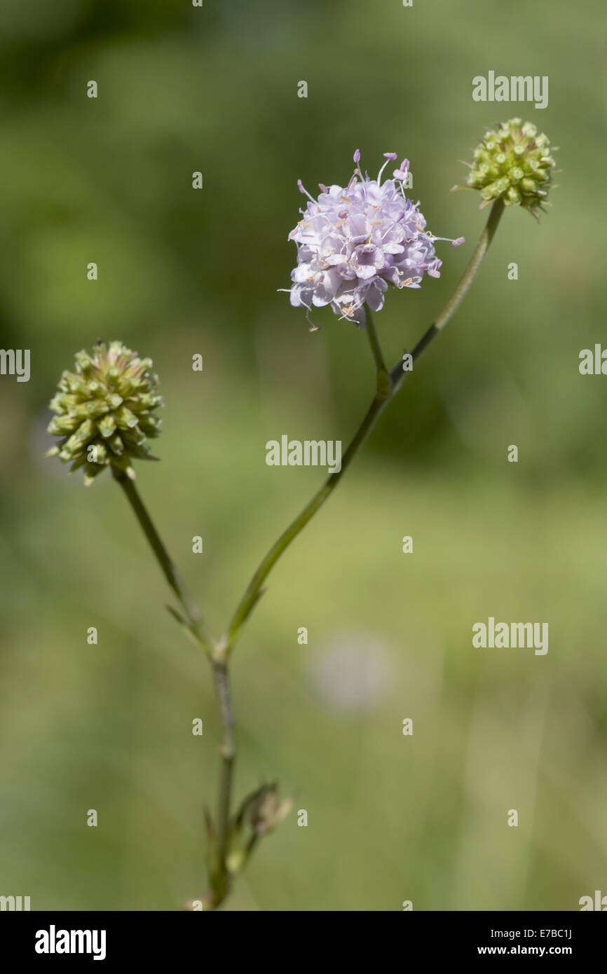Devil's bit scabious, succisa inflexa Banque D'Images