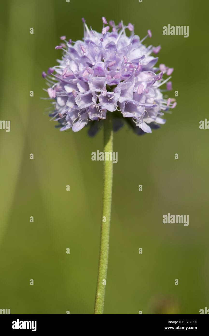 Devil's bit scabious, succisa pratensis Banque D'Images