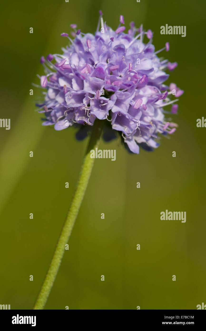 Devil's bit scabious, succisa pratensis Banque D'Images