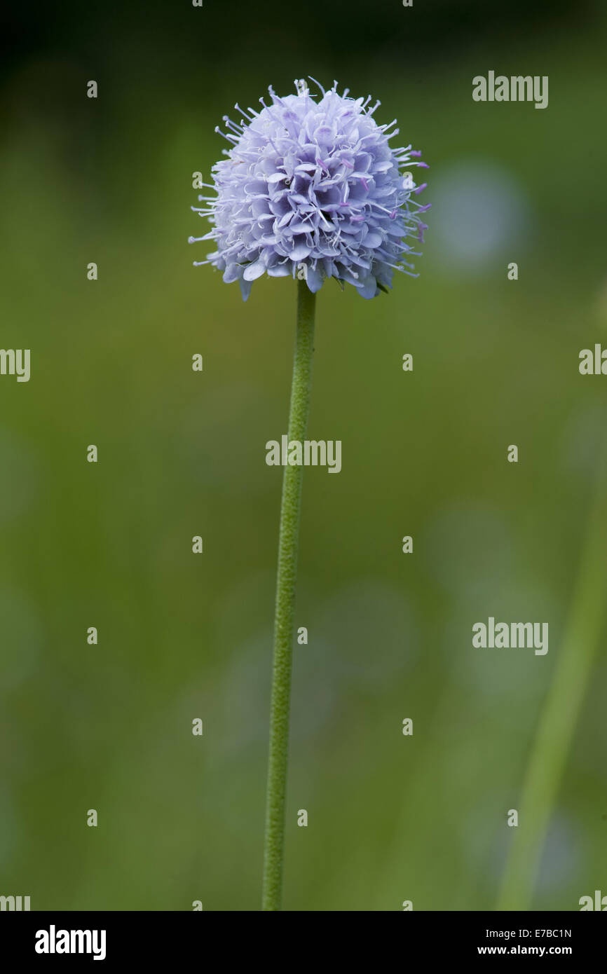 Devil's bit scabious, succisa inflexa Banque D'Images