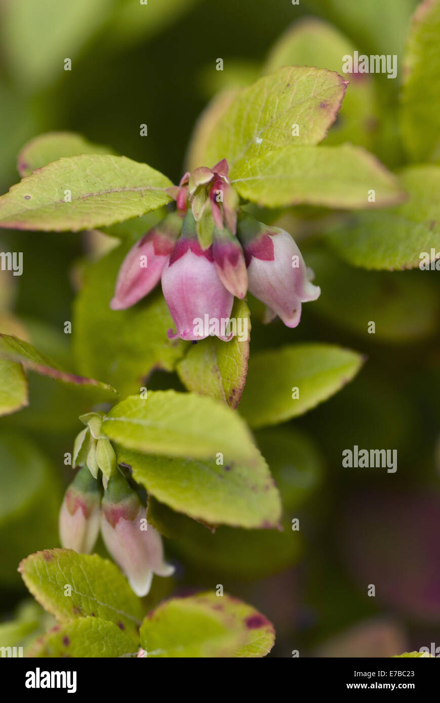 La myrtille Vaccinium myrtillus, européenne Banque D'Images